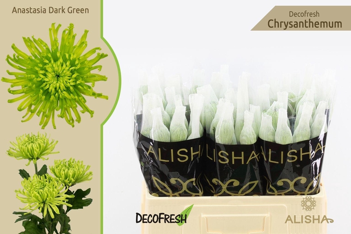 <h4>Chr G Anastasia Dark Green</h4>