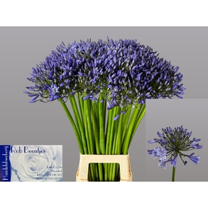 Agapanthus Suzan Beentjes