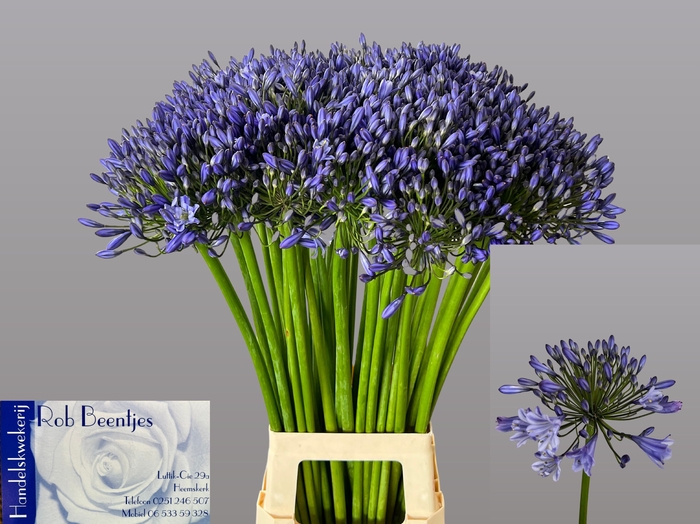 <h4>Agapanthus Suzan Beentjes</h4>