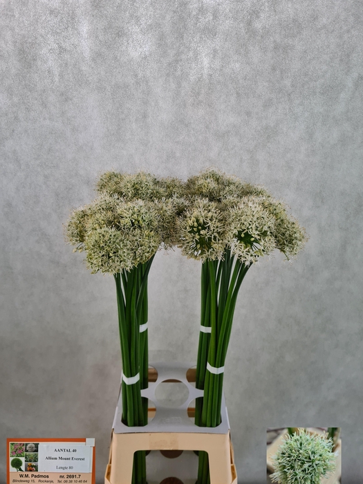 <h4>ALLIUM MOUNT EVEREST</h4>