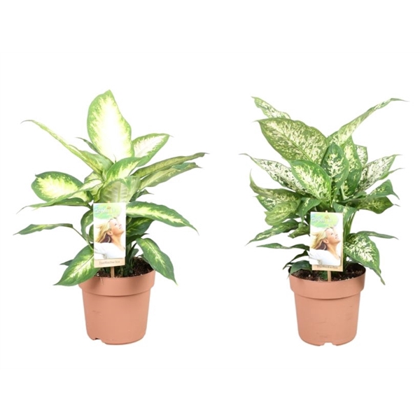 <h4>Dieffenbachia gemengd in tray - 2 soorten</h4>