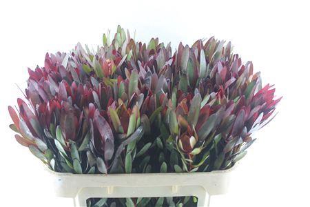 <h4>Leucad Saf Sunset</h4>