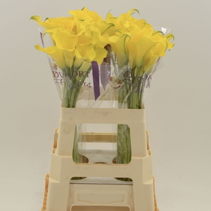 Calla Monte Carlo | Dubbelbloemig