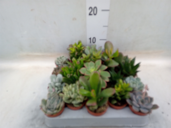 <h4>Succulents   ...</h4>