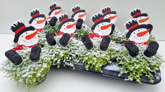 <h4>SOLEI SOL AUREA</h4>