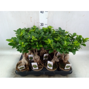 Ficus microcarpa 'Ginseng'