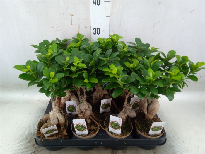 <h4>Ficus microcarpa 'Ginseng'</h4>
