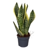 Sansevieria Futura Superba