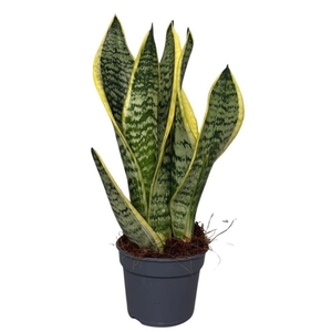 Sansevieria Futura Superba