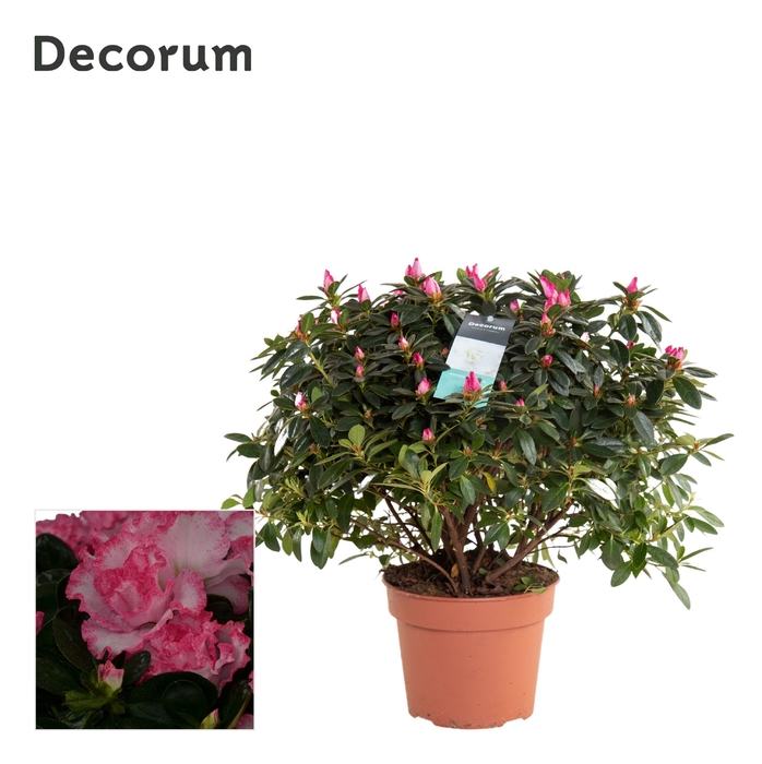 <h4>Azalea 17 cm Bont - Decorum</h4>