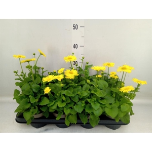 Doronicum orientale 'Leonardo Comp'