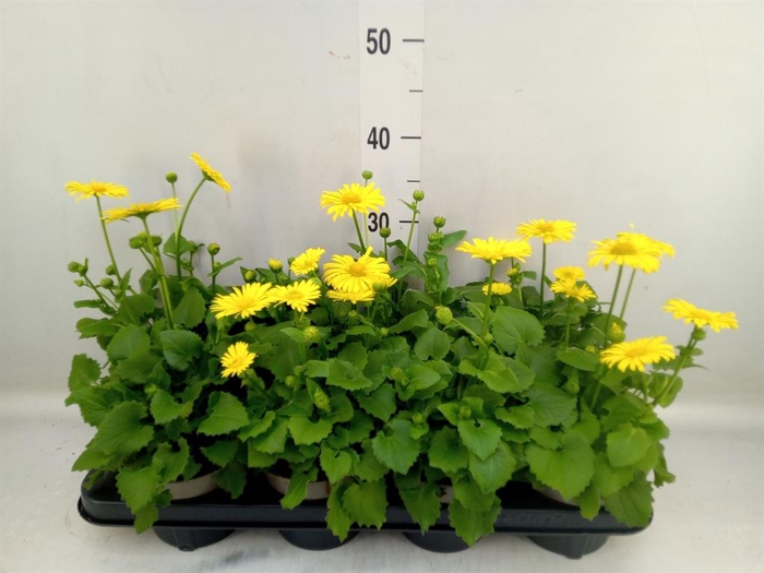 <h4>Doronicum orientale 'Leonardo Comp'</h4>