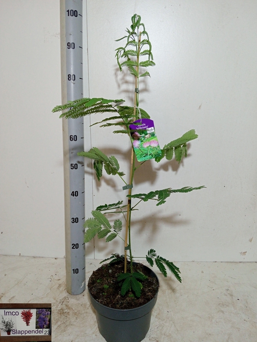 <h4>ALBI JULIBRISSIN</h4>