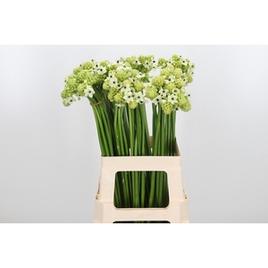 Ornithogalum Saundersiae