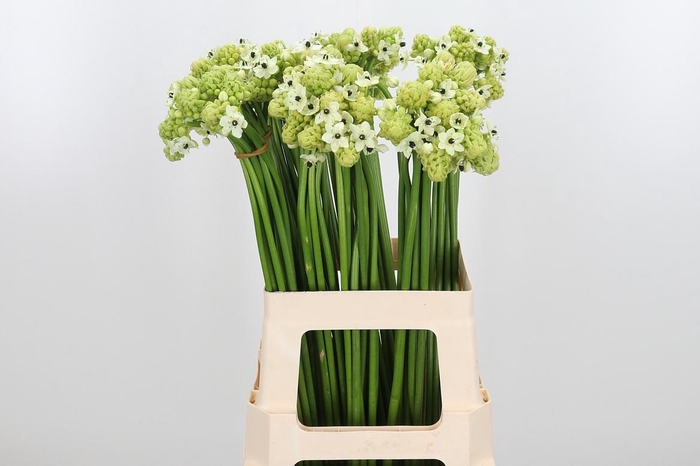 <h4>Ornithogalum Saundersiae</h4>