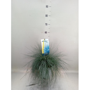 Festuca glauca 'Intens Blue'