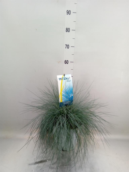<h4>Festuca glauca 'Intens Blue'</h4>