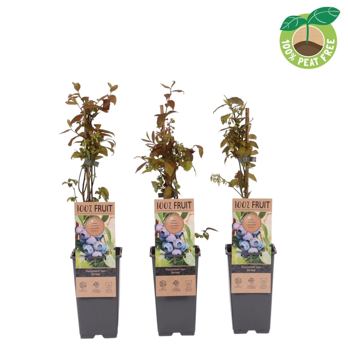 <h4>Vaccinium corymbosum Jersey</h4>