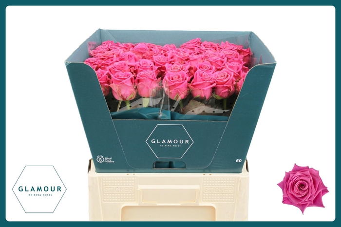 <h4>R GR TAN CHARLOTTE</h4>