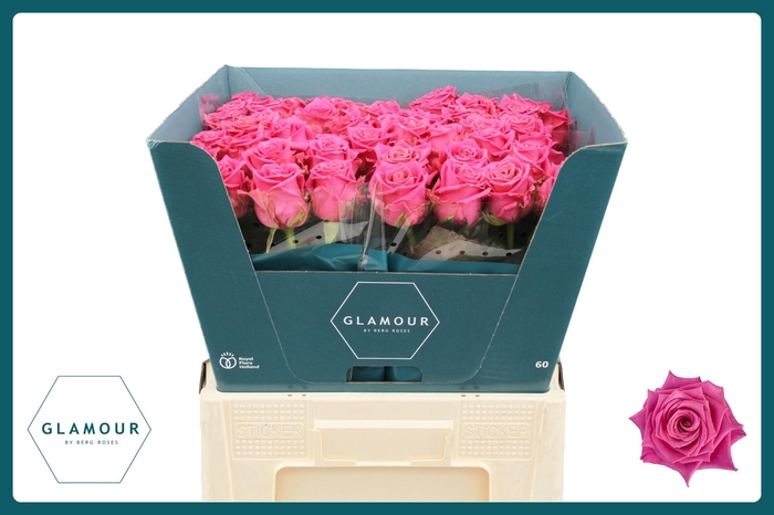 <h4>R GR TAN CHARLOTTE</h4>