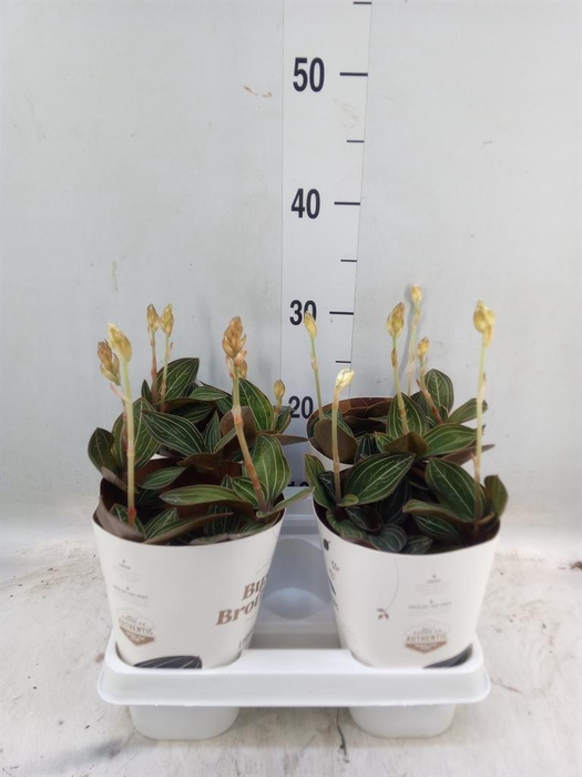 <h4>Ludisia discolor</h4>