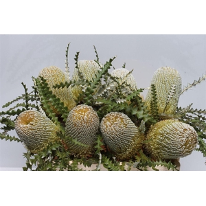 Banksia Speciosa