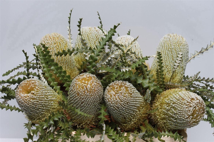 <h4>Banksia Speciosa</h4>