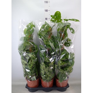 Monstera obliqua 'Monkey Mask'