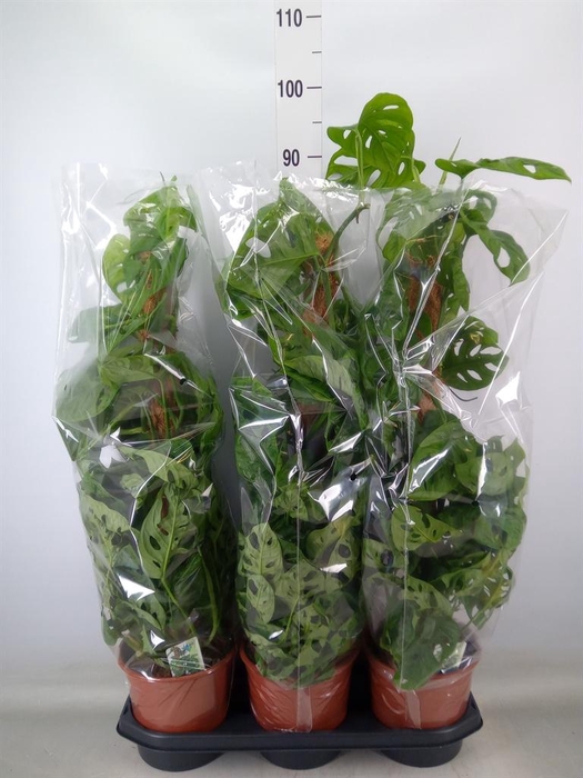 <h4>Monstera obliqua 'Monkey Mask'</h4>