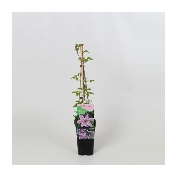 <h4>Clematis Nelly Moser</h4>