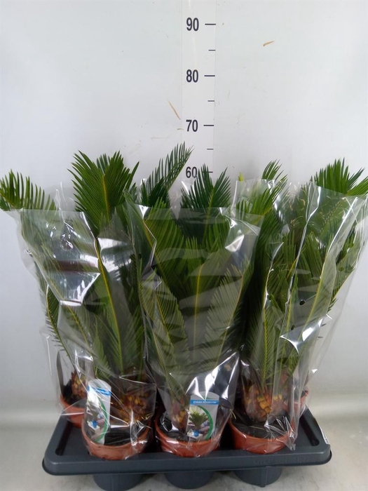 <h4>Cycas revoluta</h4>