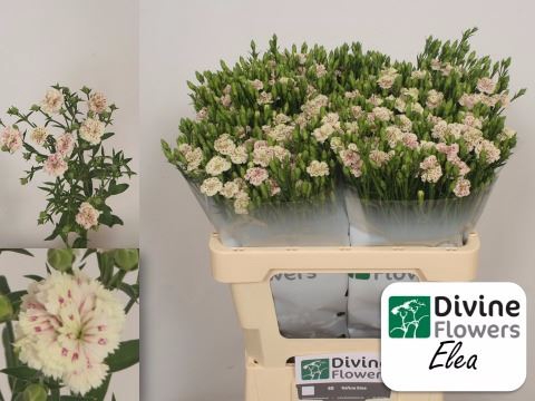 <h4>Dianthus  'Raffine Elea'</h4>
