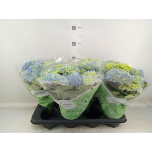 Hydrangea mac. 'Early Blue'