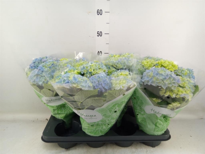 <h4>Hydrangea mac. 'Early Blue'</h4>