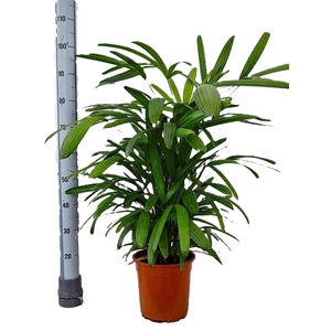 RHAPIS EXCELSA