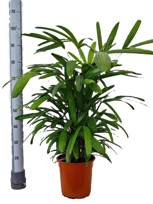<h4>RHAPIS EXCELSA</h4>