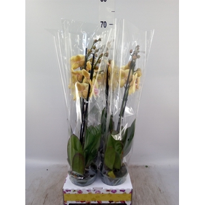 Phalaenopsis   ...