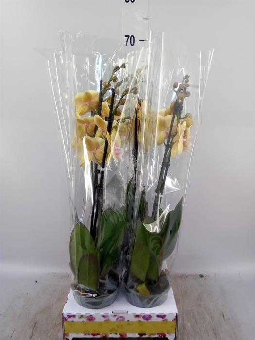 <h4>Phalaenopsis   ...</h4>