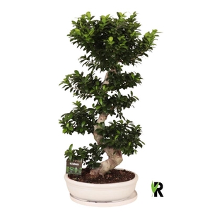 Ficus Mi Ginseng FSP50140