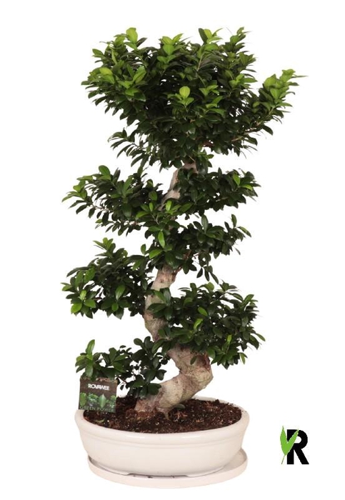 <h4>Ficus Mi Ginseng FSP50140</h4>