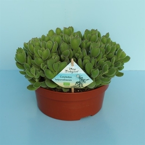 Bio Cotyledon tomentosa subsp.ladysmithiensis 615-COTY20