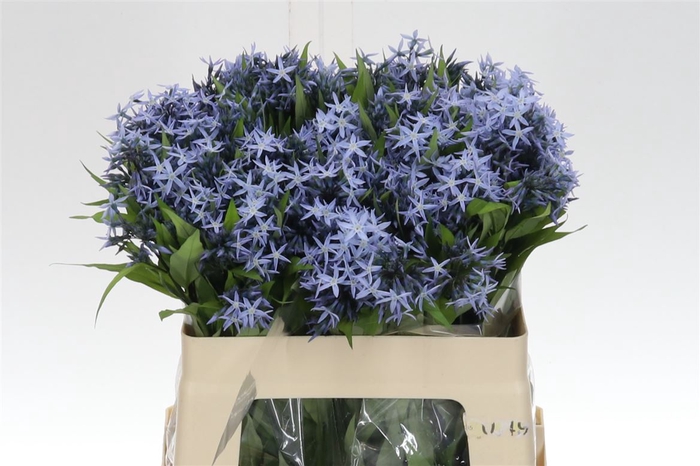 <h4>Amsonia Tab Night Sk</h4>