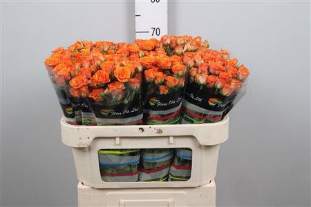 <h4>R Tr Smashing</h4>