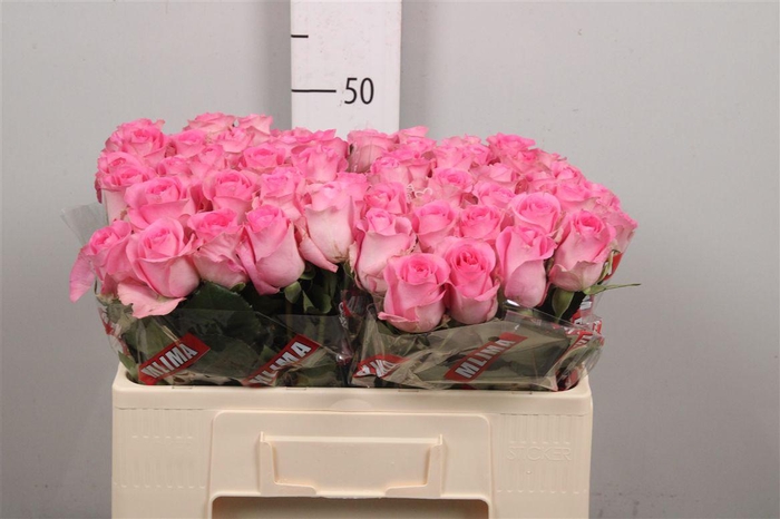 <h4>R Gr Revival</h4>