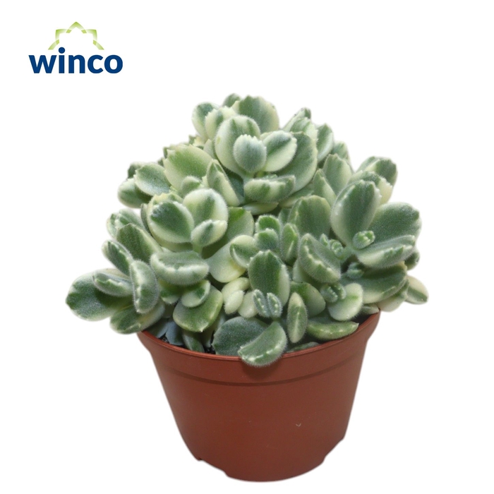 <h4>Cotyledon Ladysmithiensis Variagata</h4>