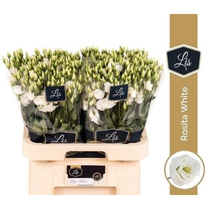 Eustoma russellianum gevuldbloemig 'Rosita White'