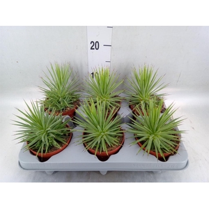 Agave stricta 'Nana'