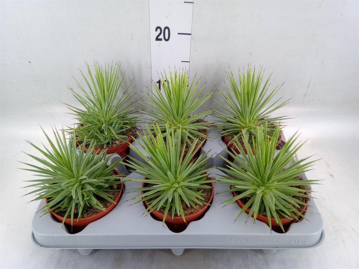 <h4>Agave stricta 'Nana'</h4>