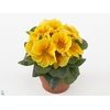 Primula Acaulis P10.5 - Yellow