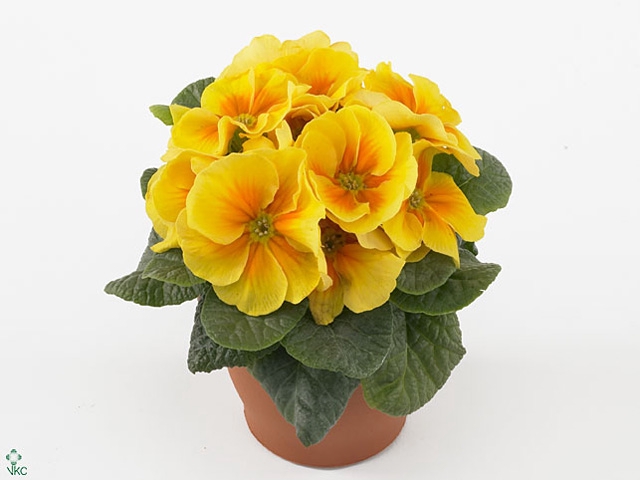 Primula Acaulis P10.5 - Yellow